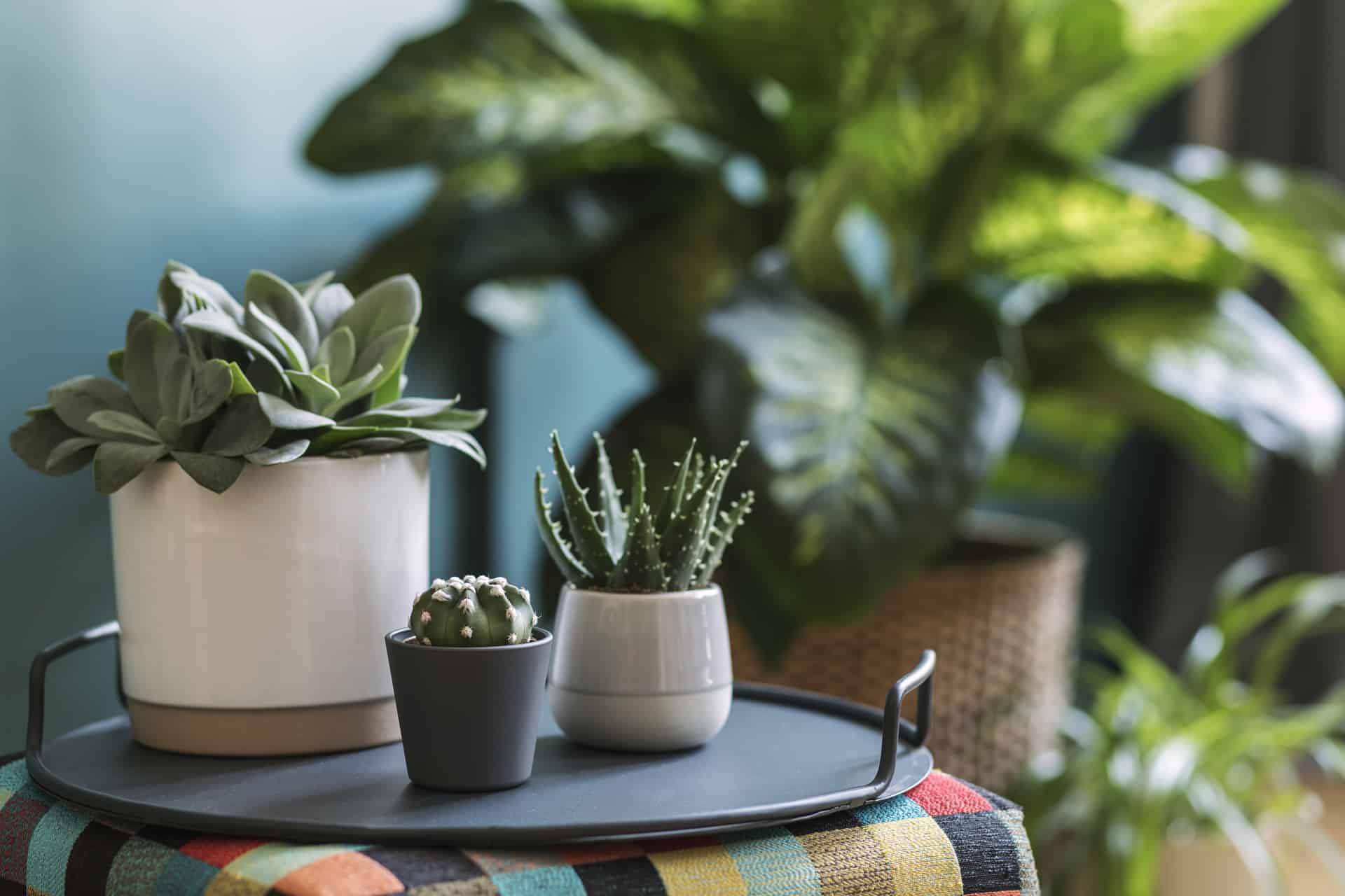 plantas perfeitas para você ter no quarto