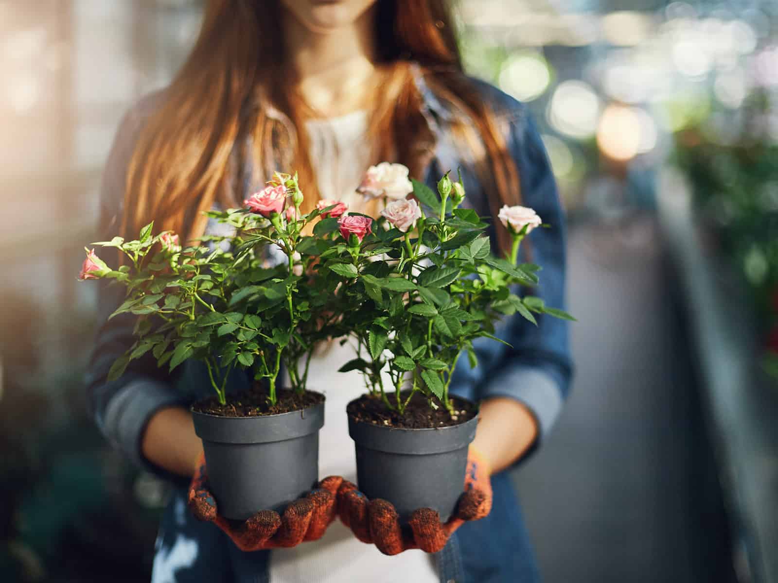 30 flores e plantas para quem não tem tempo para muitos cuidados