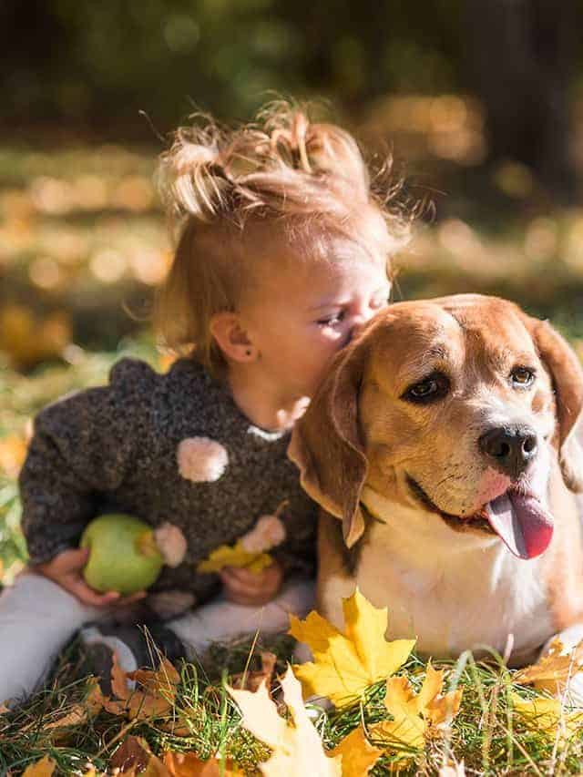 10 sugestões de raças de cachorros para crianças